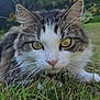 cat, animal, grass, outdoor, fur, whiskers, close_up, eyes, nature, pet, mammal, curious, face, head, wildlife, tabby, white, yellow_eyes, crouching, alert