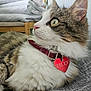 cat, fluffy, collar, heart_tag, indoor, furniture, blanket, curious, pet, animal, tabby, white_fur, closeup, resting, side_view, whiskers, ears, wide_eyes, domestic_cat, relaxed