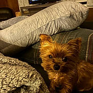 Tantan is registered to the contest to win money with this photo: blanket, brown_fur, comfort, couch, cozy, dog, ears, eyes, fur, furniture, home, indoor, living_room, pet, pillow, relaxed, remote_control, small_dog, soft_texture, television