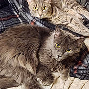 Molly is registered to the contest to win money with this photo: animal, blanket, cat, cozy, cute, domestic_animal, feline, fluffy, fur, gray_cat, indoor, looking_at_camera, lying_down, pet, relaxing, resting, soft_texture, striped_cat, two_cats, yellow_eyes