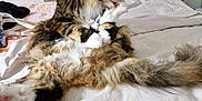 Maserati is registered to the contest to win money with this photo: animal, bed, bedroom, blanket, cat, couch, cushion, dormroom, furniture, homedecor, indoors, interiordesign, kitten, manx, person, pet, pillow, quilt, room, sleeping