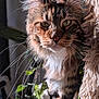 Maserati is registered to the contest to win money with this photo: animal, blanket, cat, close_up, cozy, curious, domestic, eye, face, fur, furry, green_leaves, indoor, maine_coon, nature, pet, plant, portrait, sunlight, whiskers