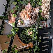 Maserati is registered to the contest to win money with this photo: cat, closeup, comfortable, cozy, decor, feline, fur, furniture, home, indoor, ladder, leafy_vines, natural_light, pet, plant, relaxed, resting, shelf, sunlight, toy