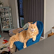 Bentley is registered to the contest to win money with this photo: animal, blue_chair, cat, china, curtains, decor, domestic, floor, fluffy, furniture, glass_cabinet, indoor, living_room, orange_cat, pet, relaxed, rug, second_cat, table, window