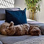 Bentley joined the competition — help win amazing prizes! animal, cat, couch, cozy, domestic_cat, fluffy, fur, furniture, ginger_cat, home, indoor, living_room, pet, pillow, plant, relaxing, resting, sleeping, soft, sunlight