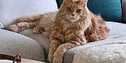 Bentley is registered to the contest to win money with this photo: animal, basket, blanket, cat, couch, cozy, cushion, feline, fluffy, furniture, home_decor, indoor, living_room, orange_cat, pet, relaxed, resting, sofa, white_pillow, wooden_table