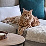 animal, basket, blanket, cat, couch, cozy, cushion, feline, fluffy, furniture, home_decor, indoor, living_room, orange_cat, pet, relaxed, resting, sofa, white_pillow, wooden_table