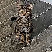 Milow participe au concours pour gagner de l'argent avec cette photo : cat, tabby, yellow_eyes, sitting, floor, wooden_floor, indoor, pet, domestic_cat, feline, curious, looking_at_camera, whiskers, ears, tail, animal, furry, striped, close_up, portrait