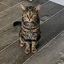 cat, tabby, yellow_eyes, sitting, floor, wooden_floor, indoor, pet, domestic_cat, feline, curious, looking_at_camera, whiskers, ears, tail, animal, furry, striped, close_up, portrait