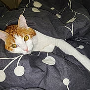 Pepper participe au concours pour gagner de l'argent avec cette photo : animal, bed, blanket, cat, comfort, cozy, cute, eyes, feline, fur, indoor, orange, pattern, paw, pet, relaxed, resting, sleepy, warm, white