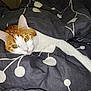 animal, bed, blanket, cat, comfort, cozy, cute, eyes, feline, fur, indoor, orange, pattern, paw, pet, relaxed, resting, sleepy, warm, white