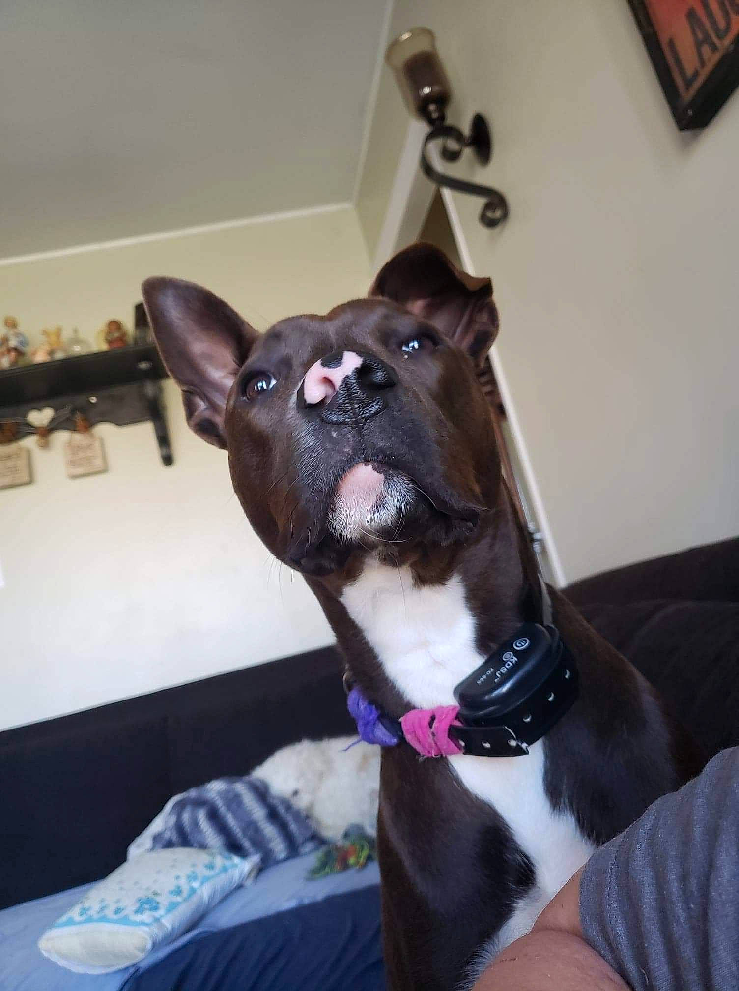 Cleats joined the competition — help win amazing prizes! canidae, carnivore, collar, comfort, companion_dog, dog, dog_breed, dog_collar, ear, fawn, fur, guard_dog, non_sporting_group, pet_supply, snout, sporting_group, terrestrial_animal, whiskers, working_animal