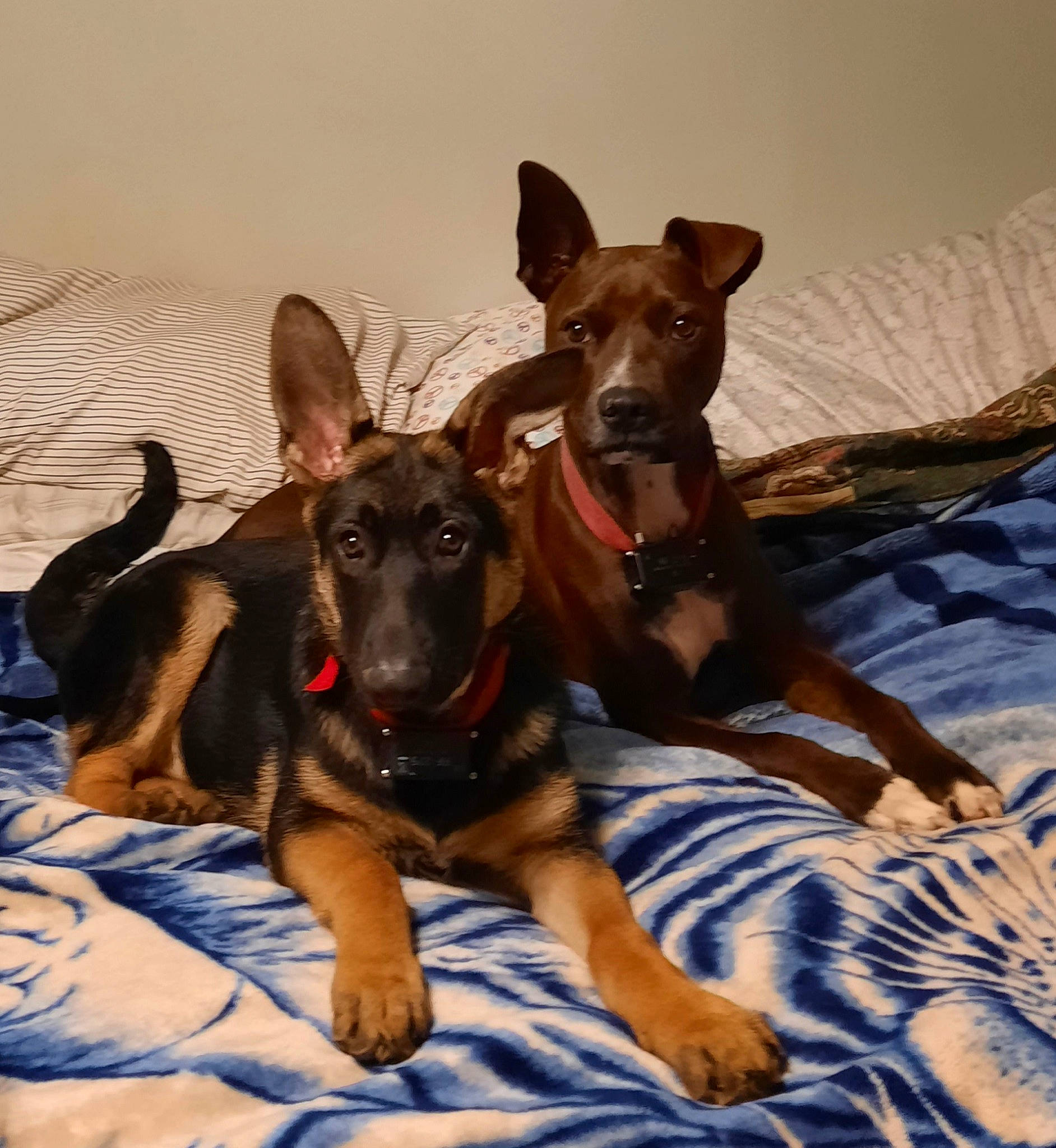 Cleats joined the competition — help win amazing prizes! canidae, carnivore, comfort, companion_dog, dobermann, dog, dog_breed, dog_supply, fawn, guard_dog, hunting_dog, landscape, paw, pet_supply, snout, sporting_group, toy_dog, working_animal, working_dog