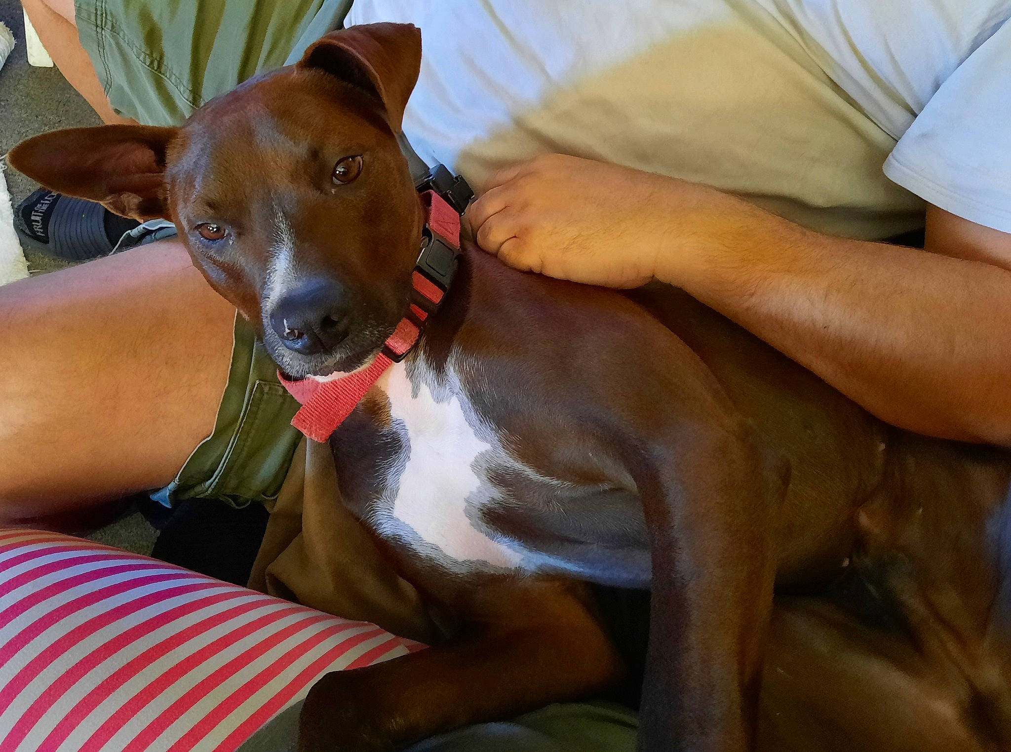 Cleats is registered to the contest to win money with this photo: canidae, carnivore, collar, comfort, companion_dog, dog, dog_breed, dog_collar, dog_supply, ear, elbow, fawn, liver, pet_supply, sighthound, snout, sporting_group, toy_dog, whiskers, working_animal