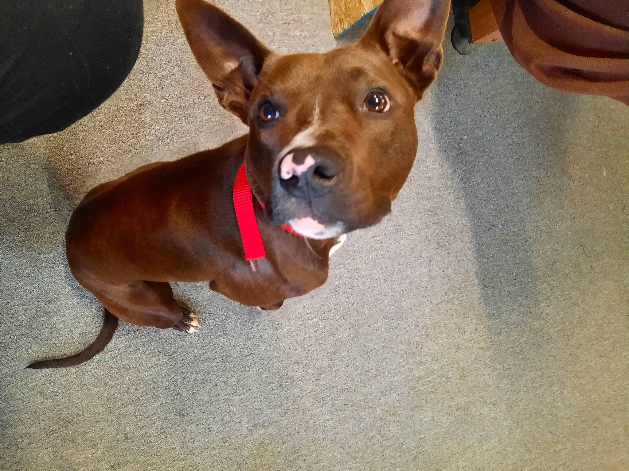 Cleats joined the competition — help win amazing prizes! ancient_dog_breeds, canidae, carnivore, collar, companion_dog, dog, dog_breed, dog_collar, dog_sports, dog_supply, ear, fawn, liver, non_sporting_group, pet_supply, snout, sporting_group, whiskers, working_animal, working_dog