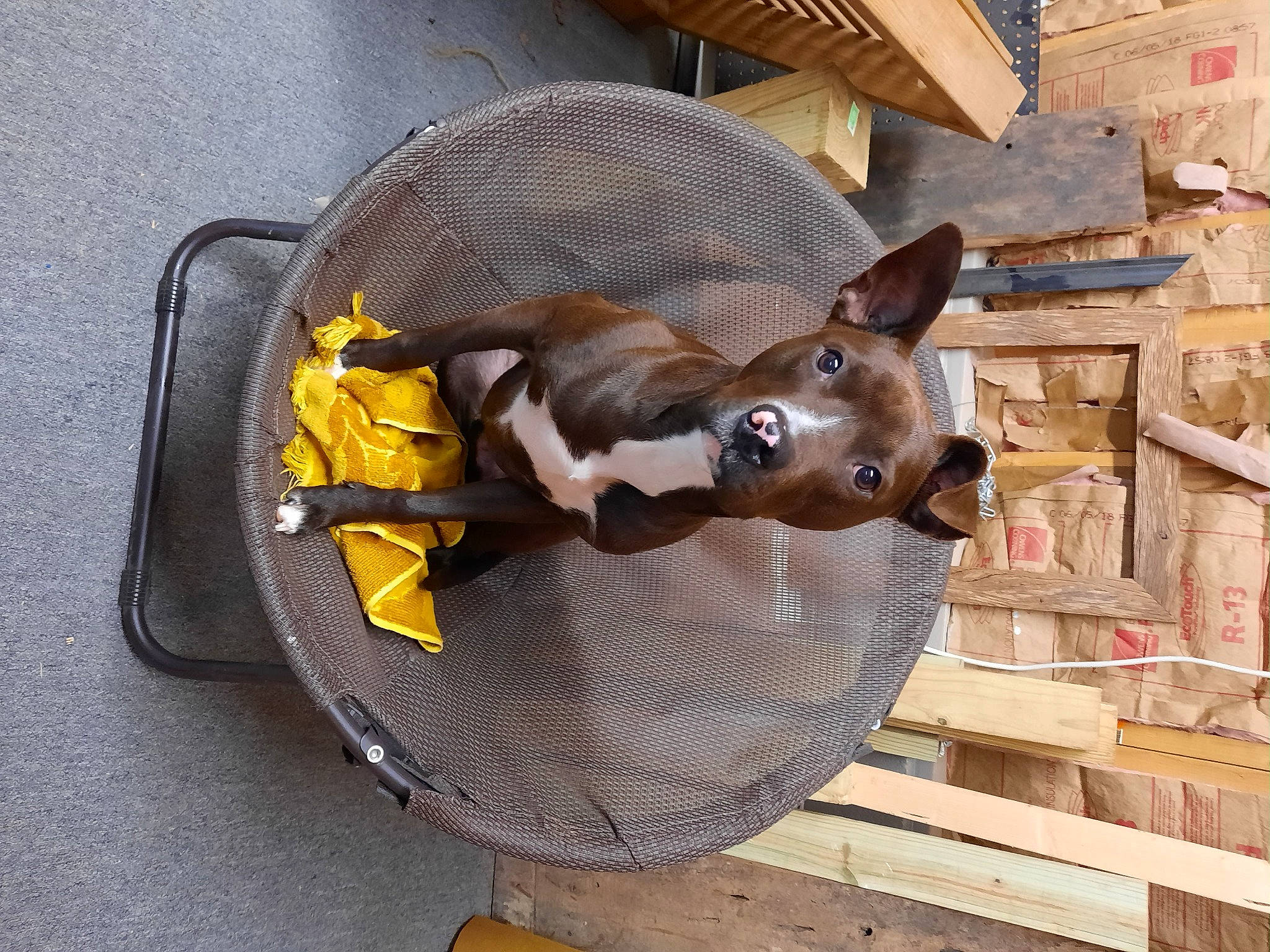 Cleats is registered to the contest to win money with this photo: animal_shelter, auto_part, automotive_lighting, canidae, carnivore, collar, dog_breed, dog_supply, fashion_accessory, fawn, hardwood, liver, livestock, metal, pet_supply, snout, sporting_group, terrestrial_animal, wood, working_animal