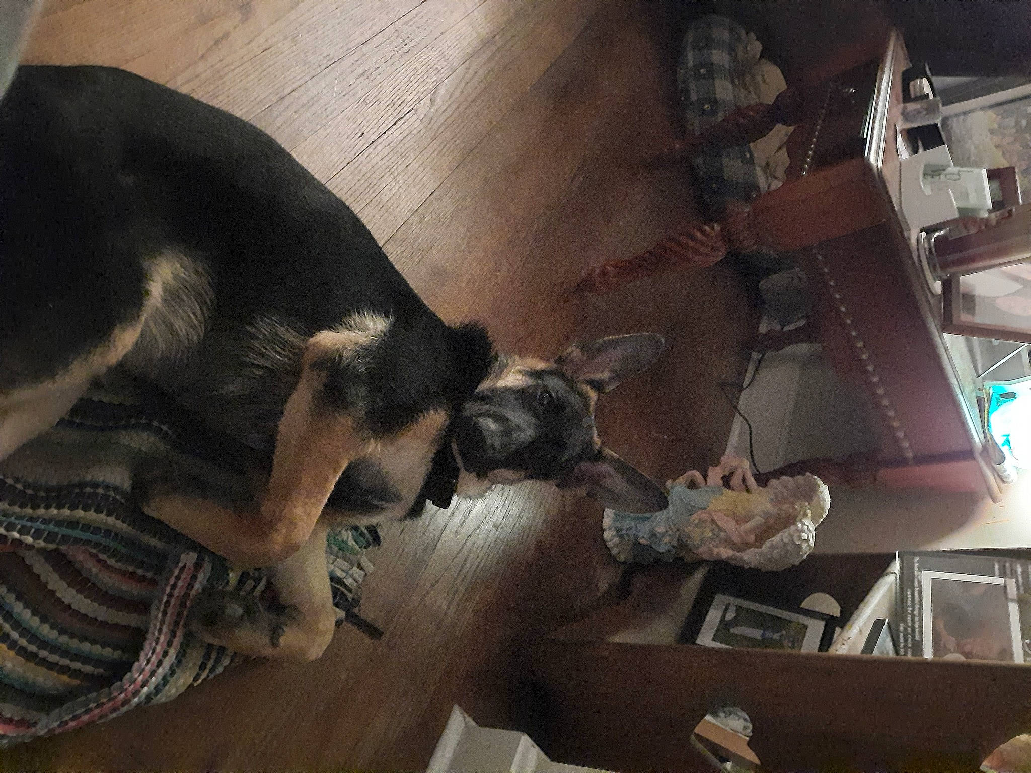 Ezekiel is registered to the contest to win money with this photo: carnivore, comfort, companion_dog, dog, dog_breed, ear, fawn, felidae, flooring, fur, guard_dog, hardwood, non_sporting_group, paw, small_to_medium_sized_cats, sporting_group, tail, toy_dog, wood, working_animal