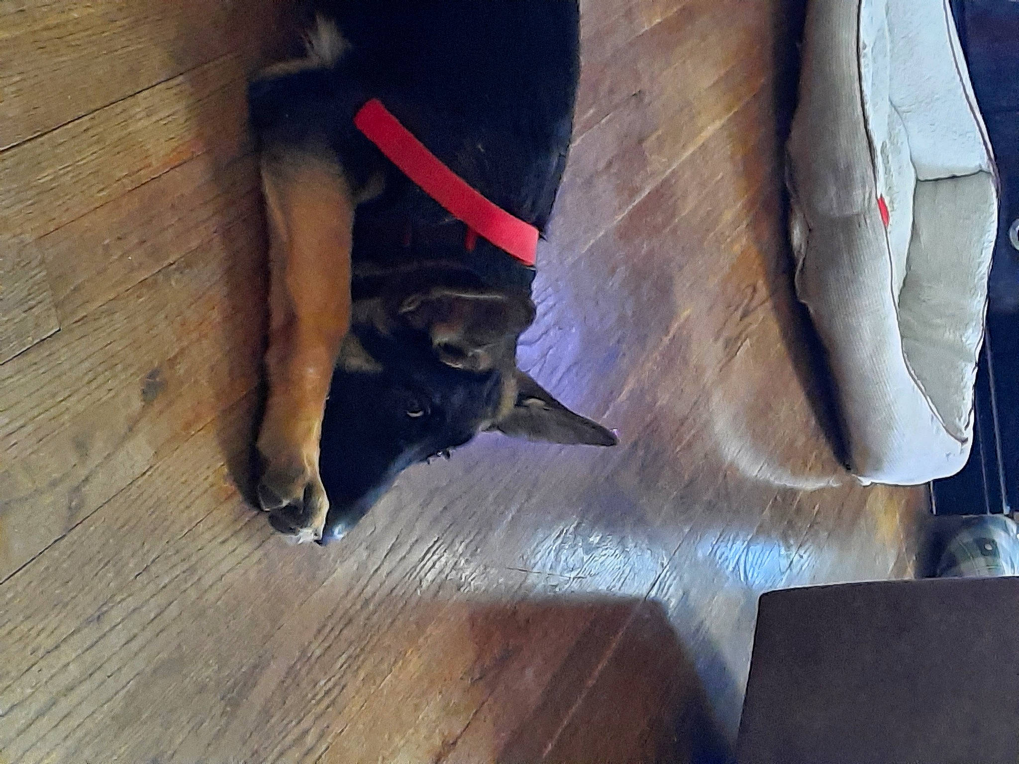 Ezekiel joined the competition — help win amazing prizes! canidae, carnivore, companion_dog, dog, dog_breed, dog_supply, fawn, flooring, hardwood, human_leg, laminate_flooring, pet_supply, plank, snout, tail, tints_and_shades, wood, wood_flooring, wood_stain, working_animal