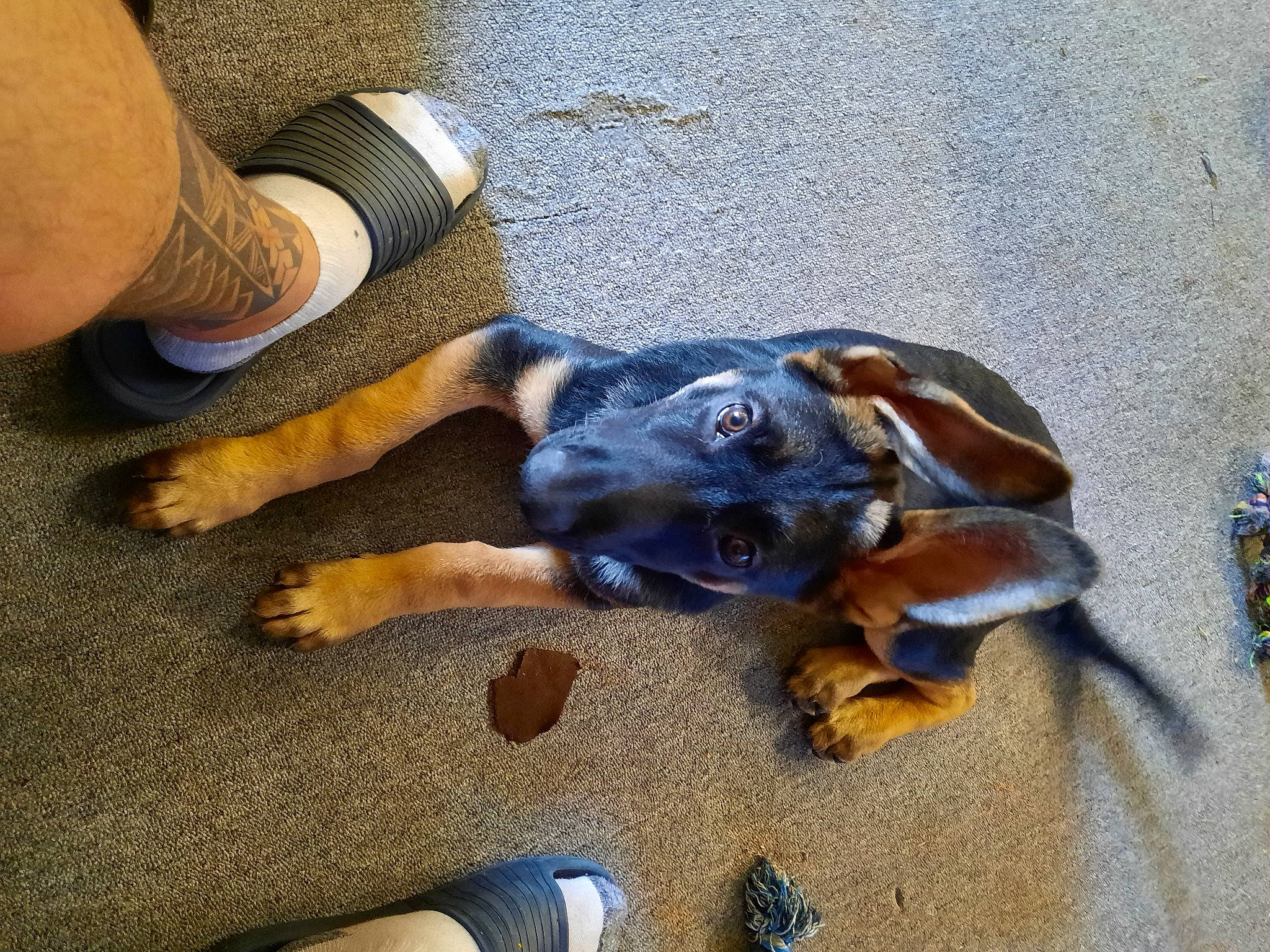 Ezekiel is registered to the contest to win money with this photo: asphalt, canidae, carnivore, comfort, companion_dog, dog, dog_breed, electric_blue, fawn, flooring, foot, guard_dog, human_leg, nail, paw, sporting_group, toy_dog, working_animal, working_dog