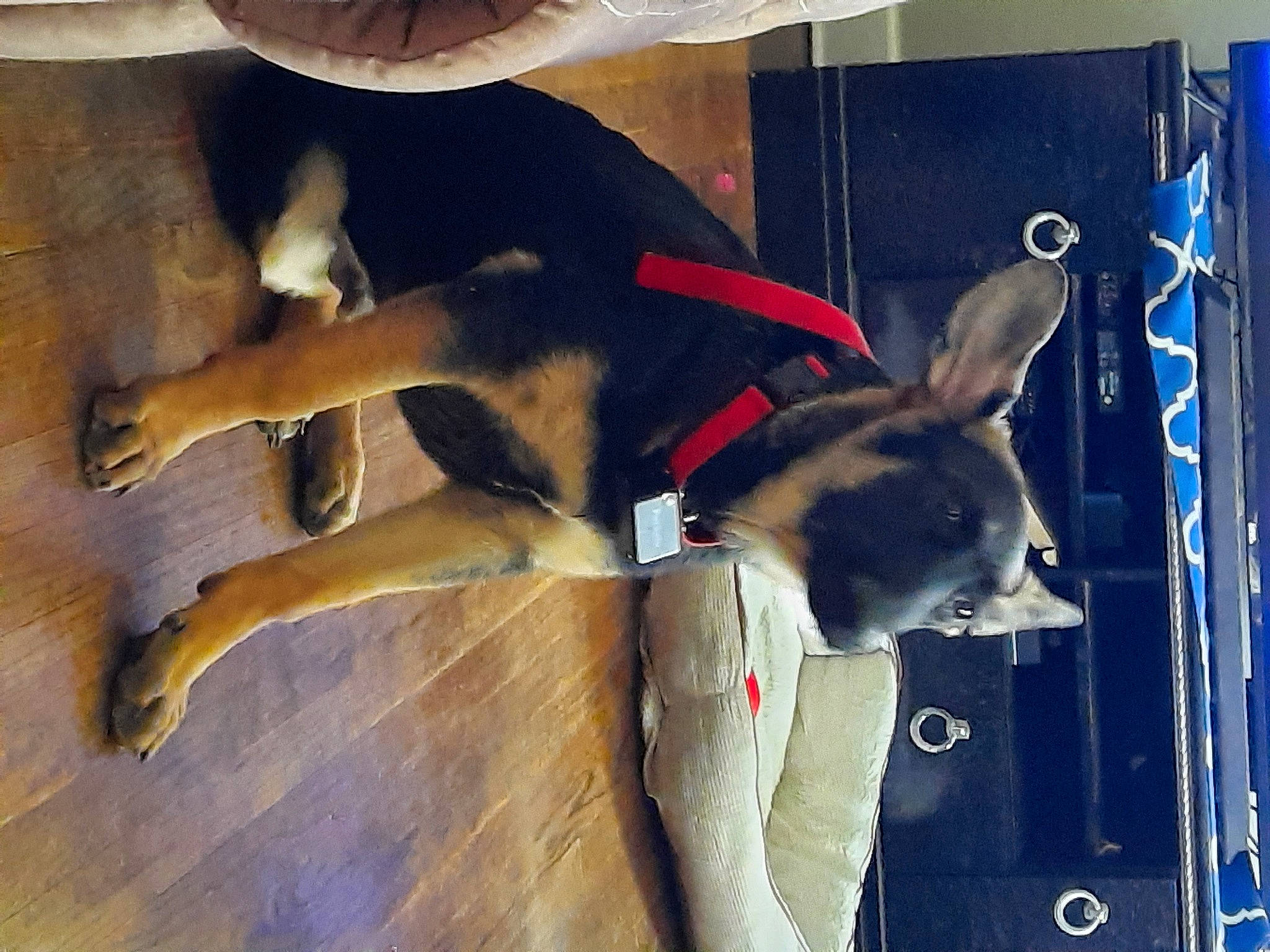 Ezekiel is registered to the contest to win money with this photo: canidae, carnivore, collar, companion_dog, dog, dog_breed, fawn, flooring, fur, hardwood, non_sporting_group, pet_supply, snout, sporting_group, tail, terrestrial_animal, window, wood, working_animal