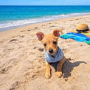 Merlin is registered to the contest to win money with this photo: puppy, dog, beach, sand, ocean, water, sky, blue_sky, sunny, clothing, hoodie, hat, towel, outdoor, cute, pet, animal, summer, vacation, relaxation