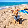 puppy, dog, beach, sand, ocean, water, sky, blue_sky, sunny, clothing, hoodie, hat, towel, outdoor, cute, pet, animal, summer, vacation, relaxation