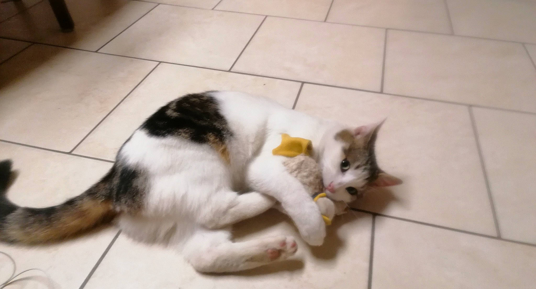 Sonny a rejoint le concours — aidez-le/la à gagner de superbes lots ! canidae, cardboard, carnivore, cat, claw, comfort, domestic_short_haired_cat, fawn, felidae, floor, flooring, fur, hardwood, nap, paw, small_to_medium_sized_cats, snout, tail, whiskers, wood