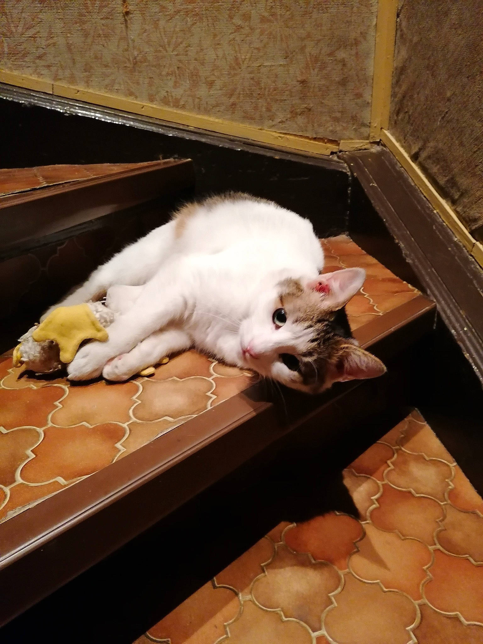 Sonny a rejoint le concours — aidez-le/la à gagner de superbes lots ! box, carnivore, cat, claw, comfort, domestic_short_haired_cat, fawn, felidae, flooring, fur, hardwood, paw, room, small_to_medium_sized_cats, snout, tail, whiskers, wood