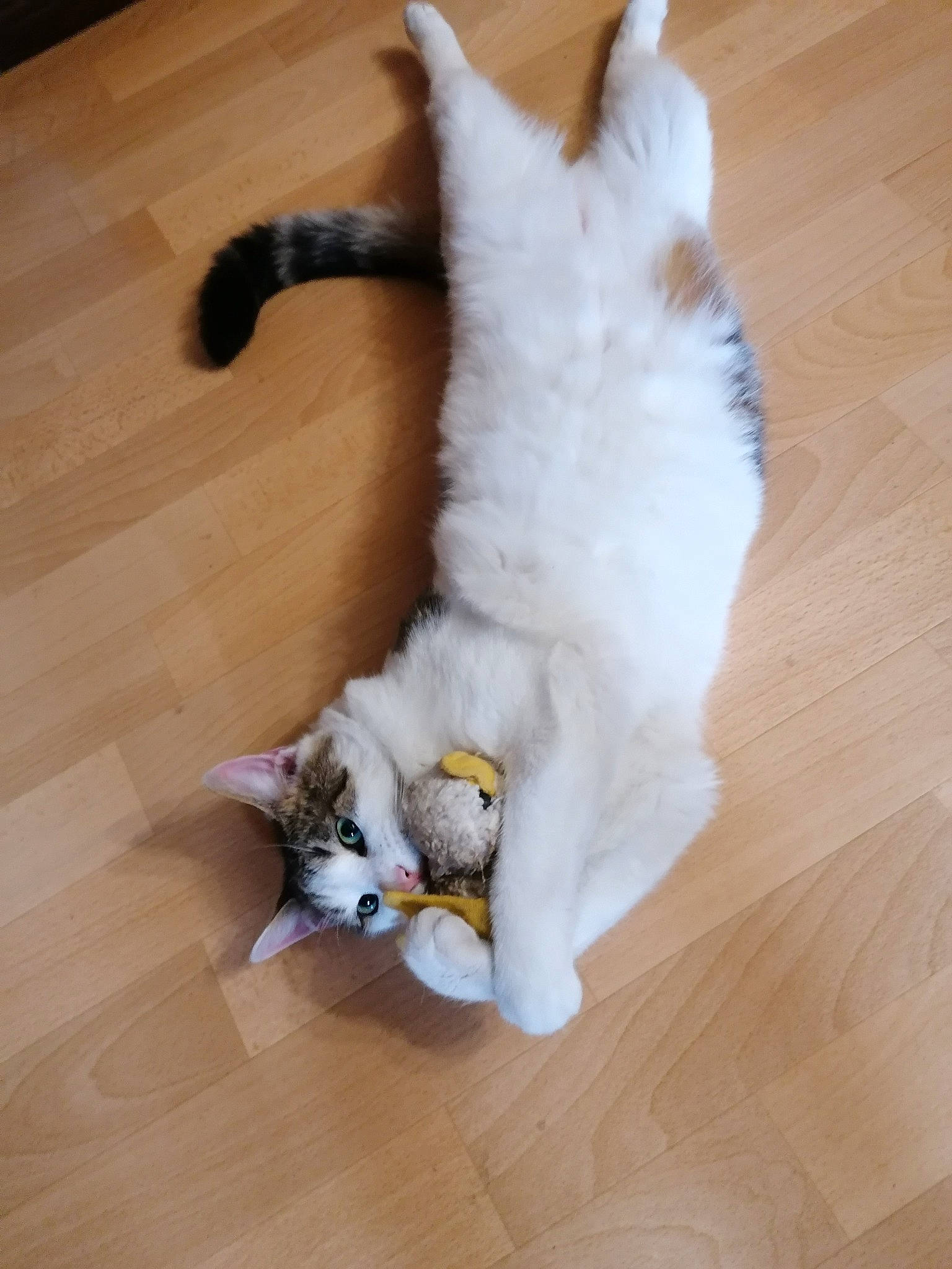 Sonny a rejoint le concours — aidez-le/la à gagner de superbes lots ! carnivore, cat, comfort, companion_dog, dog_breed, fawn, felidae, floor, flooring, fur, hardwood, laminate_flooring, musical_instrument, paw, small_to_medium_sized_cats, tail, whiskers, wood, wood_flooring, wood_stain