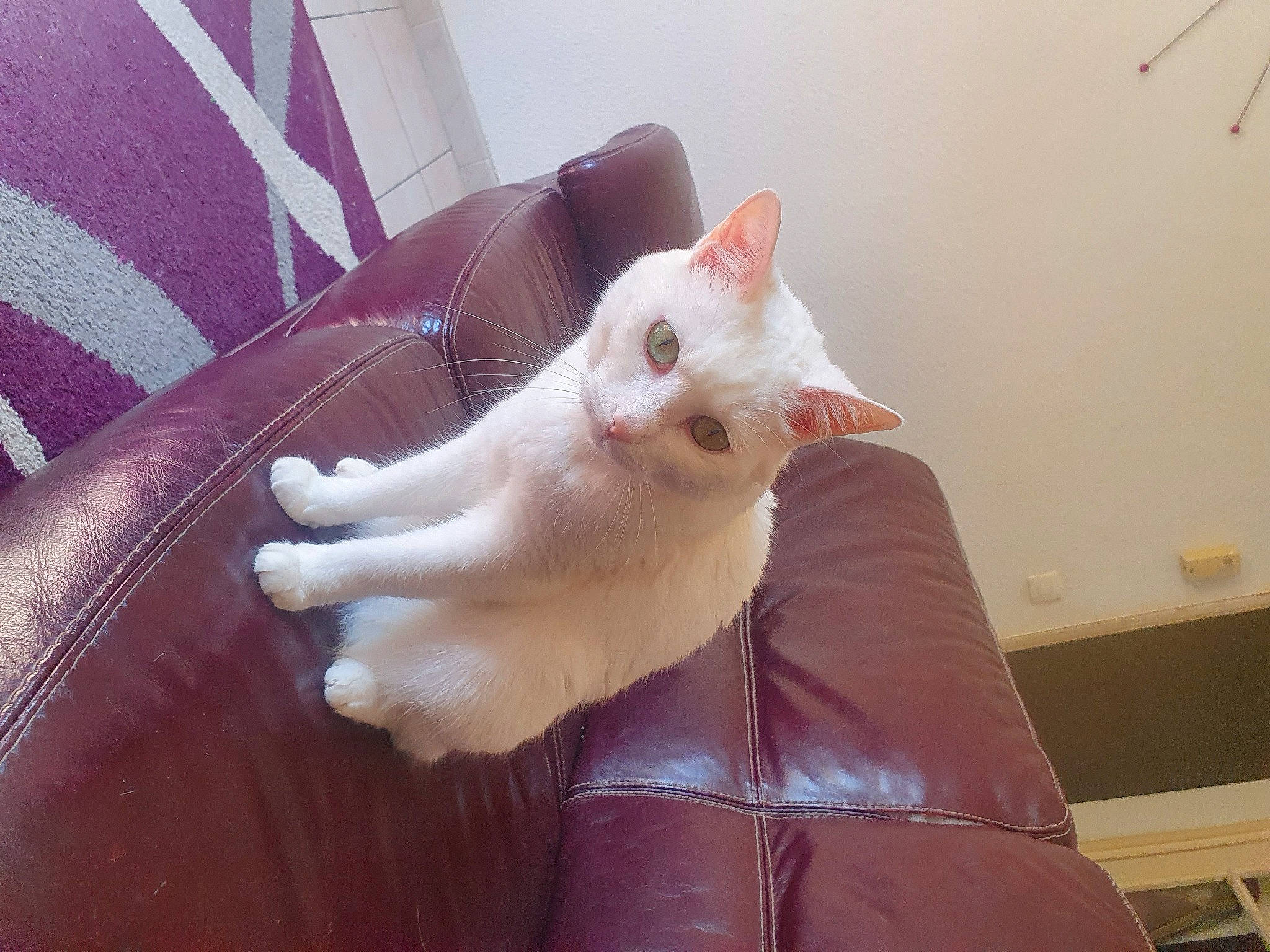 Elfie participe au concours pour gagner de l'argent avec cette photo : carnivore, cat, comfort, couch, domestic_short_haired_cat, felidae, fur, leather, liver, living_room, paw, slipcover, small_to_medium_sized_cats, sofa_bed, studio_couch, tail, tan, whiskers