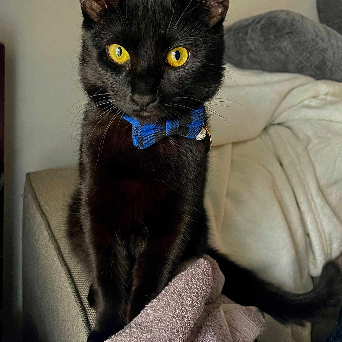 Theo joined the competition — help win amazing prizes! abyssinian, animal, bed, blackcat, blanket, cat, chair, couch, cushion, egyptiancat, furniture, homedecor, kitten, manx, pet