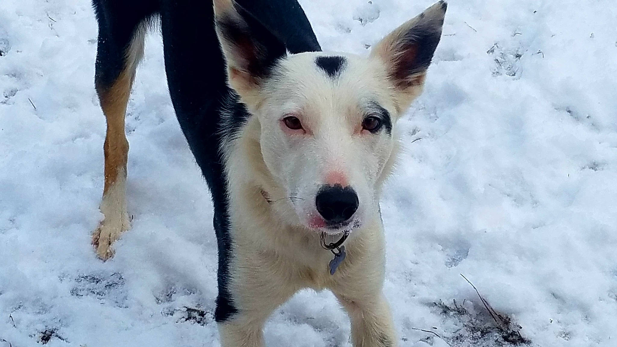 Annie is registered to the contest to win money with this photo: ancient_dog_breeds, canidae, carnivore, collar, companion_dog, dog, dog_breed, foot, freezing, fur, herding_dog, non_sporting_group, snout, snow, sporting_group, terrestrial_animal, winter, working_animal, working_dog