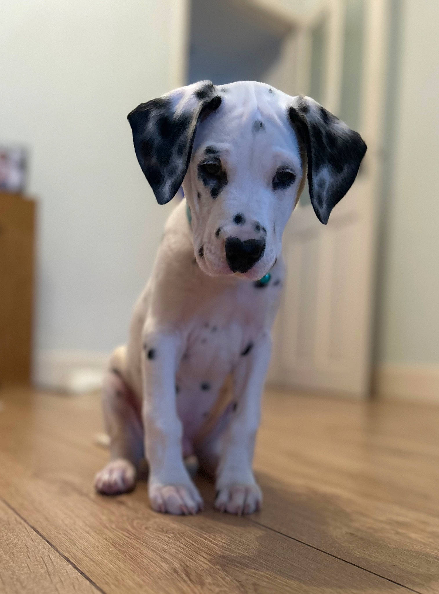 Toby is registered to the contest to win money with this photo: canidae, carnivore, collar, companion_dog, dog, dog_breed, dog_collar, dog_supply, fawn, floor, flooring, fur, hardwood, paw, pet_supply, snout, sporting_group, whiskers, wood, working_animal