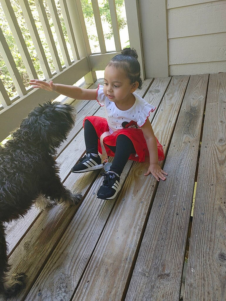 Alaysia is registered to the contest to win money with this photo: baby_toddler_clothing, carnivore, companion_dog, dog, dog_breed, fawn, flooring, fur, hardwood, laminate_flooring, person, sneakers, tail, thigh, toddler, toy, varnish, window, wood, wood_flooring