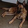alert, animal, brown_coat, canine, carpet, companion, dog, domestic, door, ears_up, floor, german_shepherd, house, indoor, looking_at_camera, lying_down, mammal, pet, quiet, resting