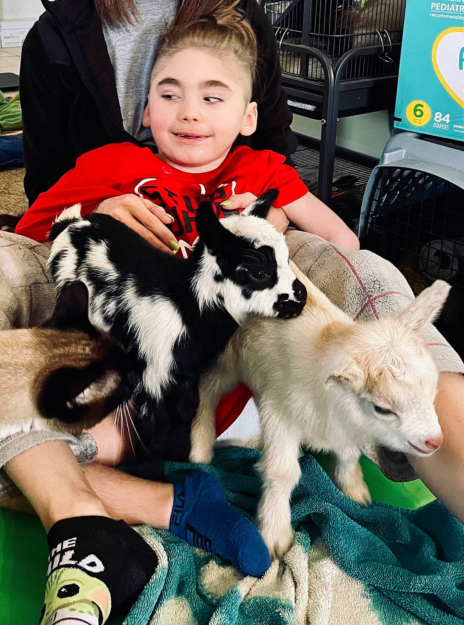 Zaylen joined the competition — help win amazing prizes! canidae, carnivore, chair, companion_dog, dog, dog_breed, event, fawn, fur, herding_dog, joy, logo, mechanical_fan, person, recreation, smile, sporting_group, terrestrial_animal, toddler, vertebrate