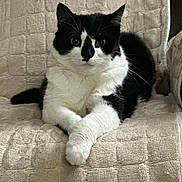 Sebastian is registered to the contest to win money with this photo: animal, black_and_white, blanket, cat, cozy, cute, domestic, ears, eyes, face, feline, fur, indoor, paws_crossed, pet, relaxed, resting, sitting, texture, whiskers