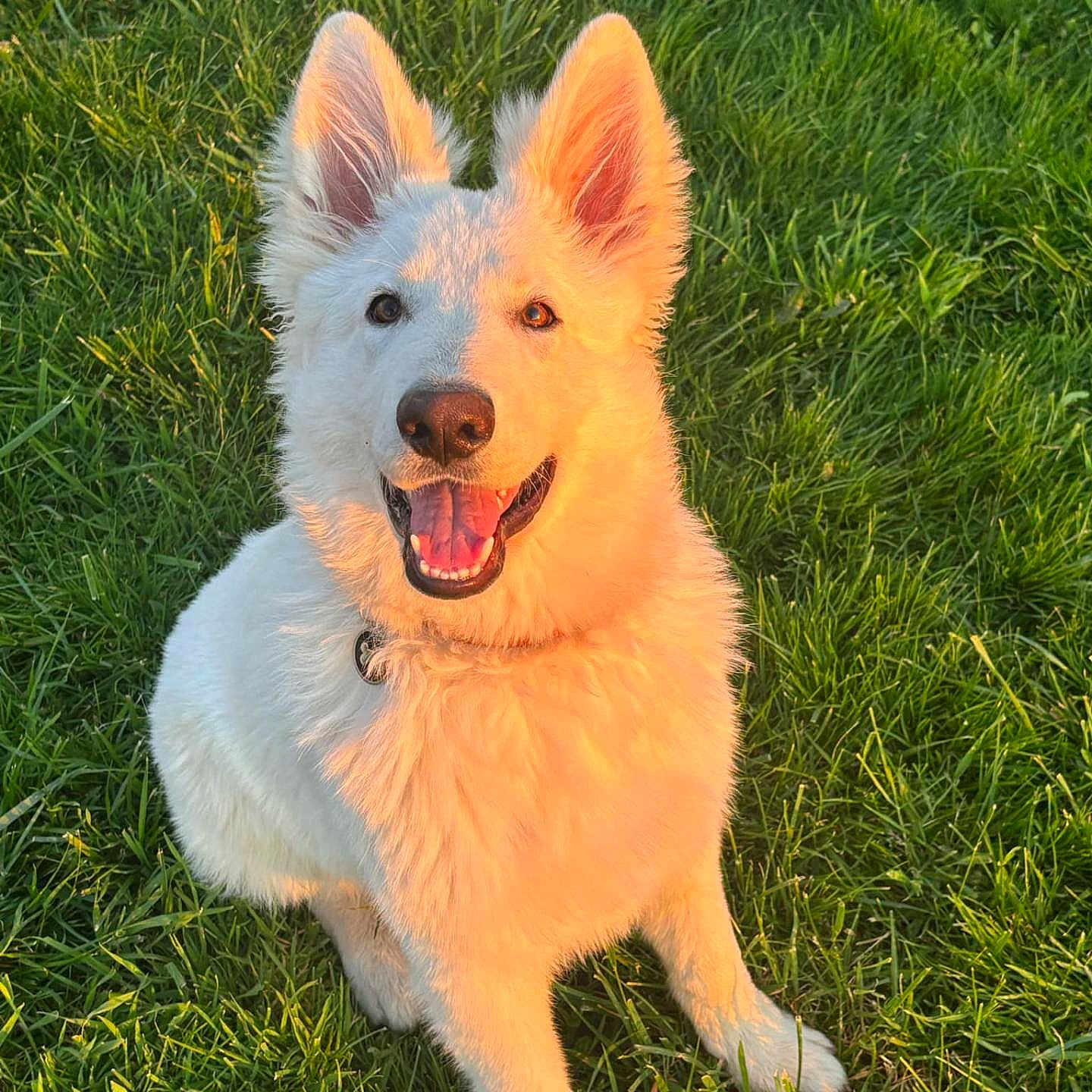 Volt a rejoint le concours — aidez-le/la à gagner de superbes lots ! animal, ball, bodypart, canine, dog, eskimodog, grass, green, husky, lawn, mouth, nature, outdoors, person, pet, plant, puppy, sport, tennis, whitedog