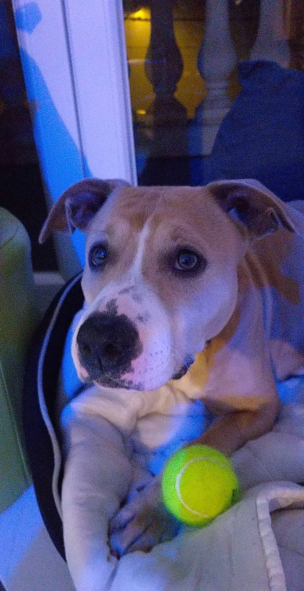 Elia a rejoint le concours — aidez-le/la à gagner de superbes lots ! american_pit_bull_terrier, american_staffordshire_terrier, ball, canidae, carnivore, dog, dog_breed, fawn, mammal, non_sporting_group, pit_bull, snout, tennis_ball