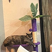 Kiki joined the competition — help win amazing prizes! cat, cat_tree, purple, sleeping, indoor, plant, leaf, wall, cross, curtains, furniture, pet, cozy, resting, animal, home, relaxing, paw, post, napping