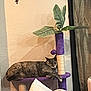 cat, cat_tree, purple, sleeping, indoor, plant, leaf, wall, cross, curtains, furniture, pet, cozy, resting, animal, home, relaxing, paw, post, napping