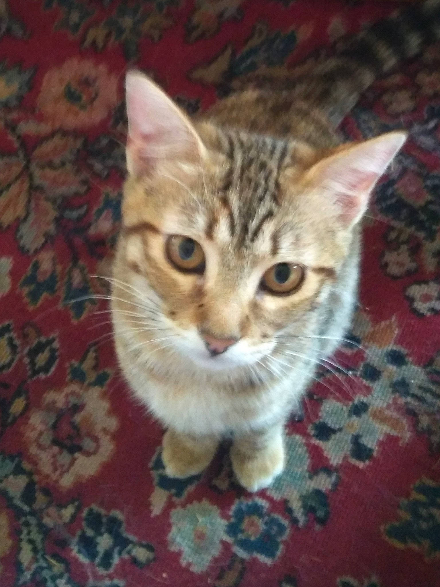 Loki Mi Monkey is registered to the contest to win money with this photo: carnivore, cat, claw, domestic_short_haired_cat, eye, felidae, flooring, fur, head, paw, sitting, small_to_medium_sized_cats, snout, tail, terrestrial_animal, whiskers