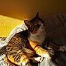 Titi participe au concours pour gagner de l'argent avec cette photo : animal, blanket, cat, cozy, feline, fur, home, indoor, laying, paws, pet, relaxing, resting, shadow, stretching, sunlight, tabby, texture, warm_light, yellow_wall