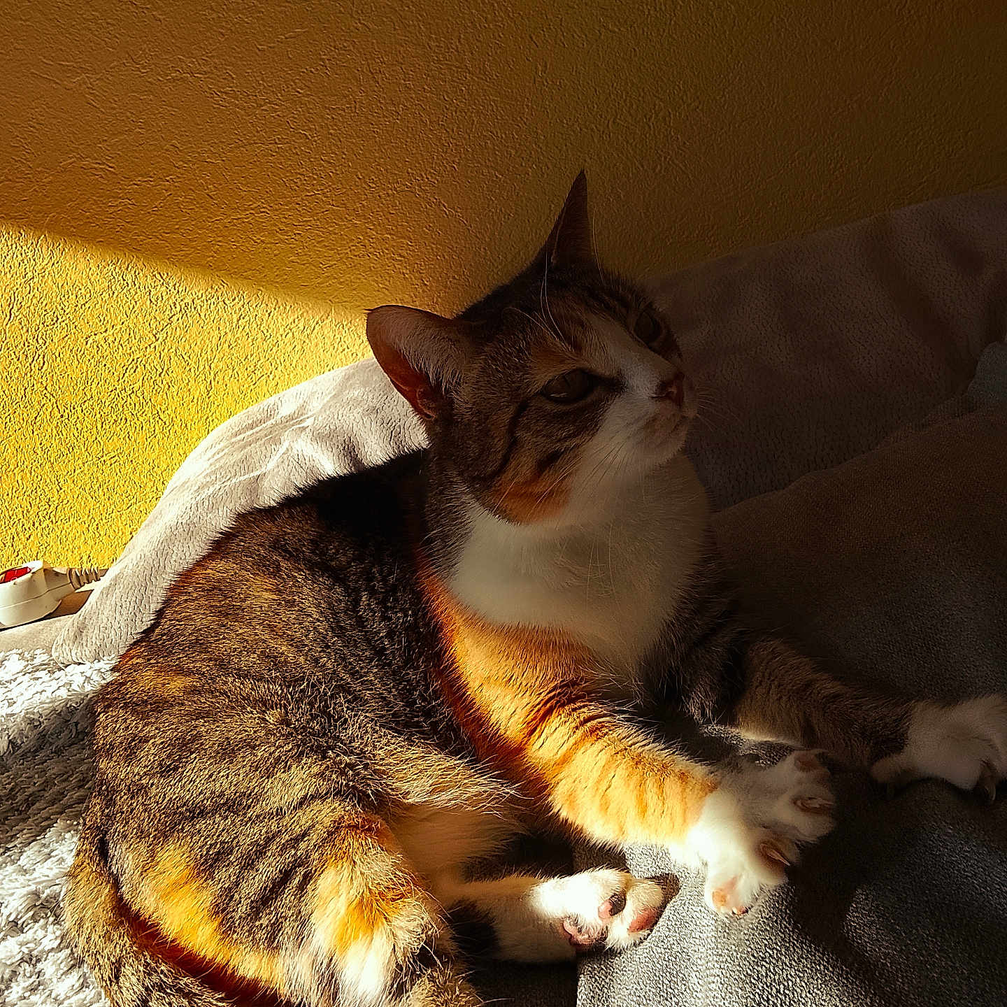 Titi participe au concours pour gagner de l'argent avec cette photo : animal, blanket, cat, cozy, feline, fur, home, indoor, laying, paws, pet, relaxing, resting, shadow, stretching, sunlight, tabby, texture, warm_light, yellow_wall