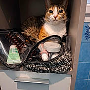 Titi participe au concours pour gagner de l'argent avec cette photo : cat, calico_cat, makeup_bag, cosmetics, cabinet, shelf, indoor, pet, fur, animal, curious, face, eyes, small_space, storage, container, beauty_products, zipper, tile, blue_tile