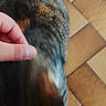 animal, black, blur, blurred, brown, cat, close_up, domestic, floor, fur, furry, hand, indoor, orange, petting, soft, striped, tiles, touch, white