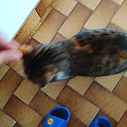 Titi participe au concours pour gagner de l'argent avec cette photo : animal, blue_slippers, blurry, brown, casual, cat, feline, floor, foot, footwear, hand, home, indoor, motion, pattern, person, pet, sock, texture, tile