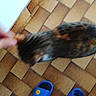 animal, blue_slippers, blurry, brown, casual, cat, feline, floor, foot, footwear, hand, home, indoor, motion, pattern, person, pet, sock, texture, tile