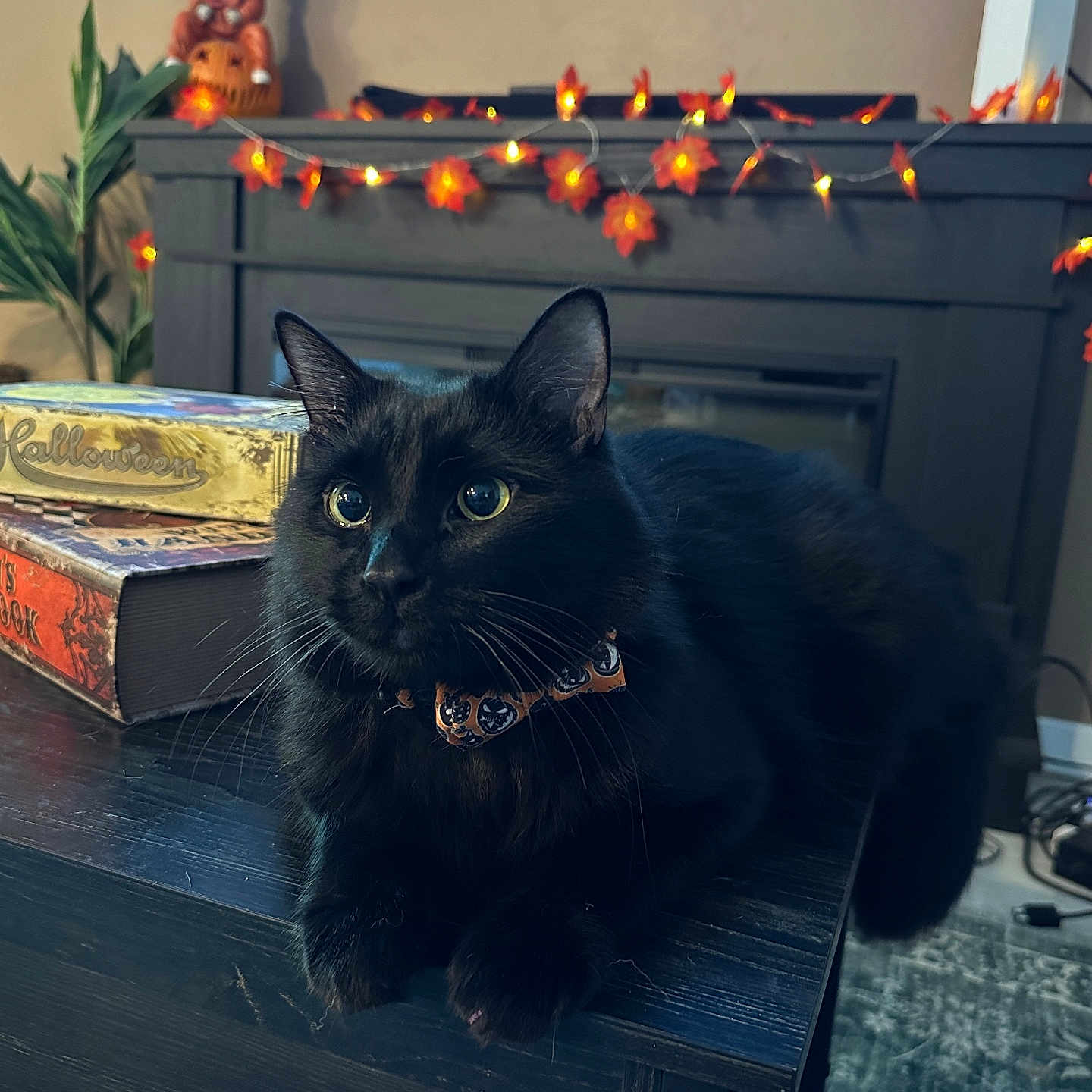 Oliver is registered to the contest to win money with this photo: animal, autumn, black_cat, books, cat, collar, cozy, curious, dark_wood, decorations, feline, fireplace, halloween, home_decor, indoor, leaf_lights, orange, pet, string_lights, table