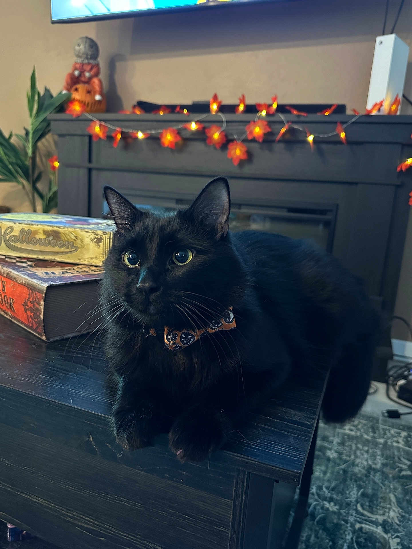 Oliver is registered to the contest to win money with this photo: cat, black_cat, table, halloween, collar, decorations, string_lights, fireplace, books, indoor, cozy, autumn, leaf_lights, pet, animal, feline, curious, orange, dark_wood, home_decor